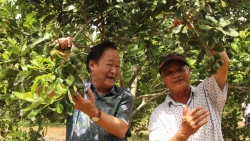 Trồng mắc ca lấy ‘hạt nữ hoàng quả khô’, nông dân bán sướng hơn đi ‘bán vàng’