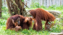 Gặp gỡ những “gương mặt” quý hiếm tại Vinpearl Safari