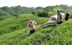 Nâng cao mức sống và thu nhập của người dân vùng đồng bào dân tộc thiểu số