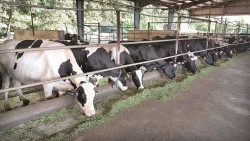 Hà Nội nỗ lực hình thành các vùng chăn nuôi trọng điểm