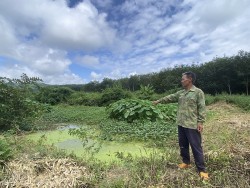 Kon Tum: Xử phạt trang trại nuôi heo 