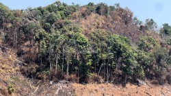 Kon Tum: Xử lý nghiêm người đứng đầu nếu để xảy ra cháy rừng