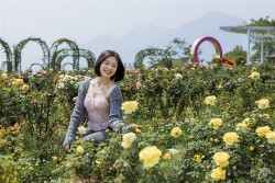 Đường hoa Đỗ quyên trên đỉnh Fansipan đẹp tựa chốn thiên đường