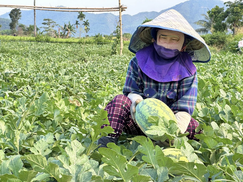 Đà Nẵng: Dưa hấu được mùa mất giá, nông dân “nẫu cả ruột”