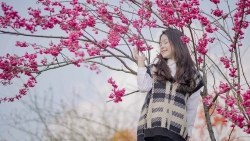 Lên Sa Pa ngắm mai anh đào Nhật Bản đẹp tựa chốn Phù Tang