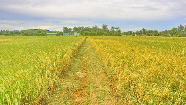 Huyện Long Phú (Sóc Trăng): Tập trung nâng cao năng lực, sức chiến đấu của Đảng và phát triển kinh tế, xã hội