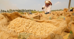 Xuất cấp gạo cho 5 địa phương