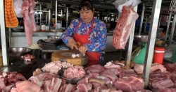Giá lợn hơi tăng mạnh sau "cơn bão" dịch tả lợn châu Phi